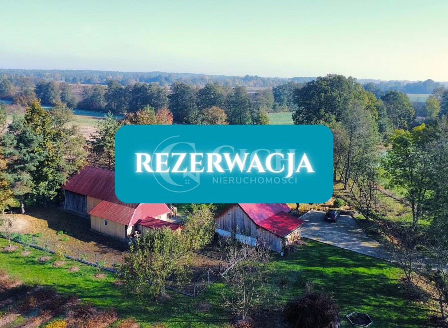 małopolskie, dąbrowski, Olesno, Dąbr&oacute;wki Breńskie, Zadbane siedlisko z prosperującą plantacją jagody kamczackiej.